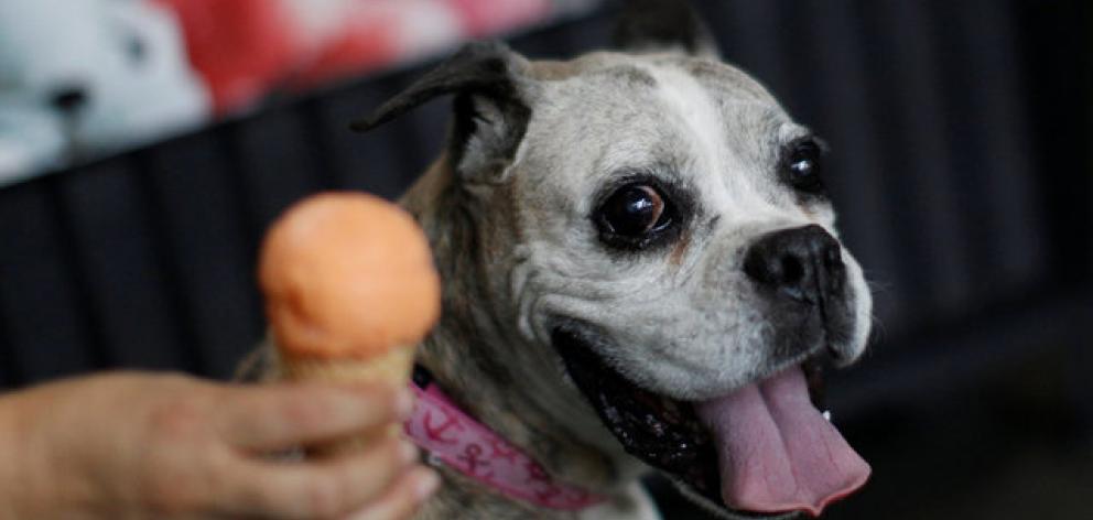 There is now an ice cream shop that is designed especially for canines in Mexico City. Photo: Reuters