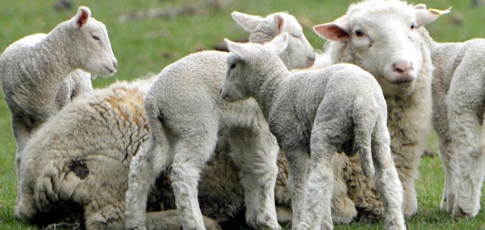New Zealand has experienced its smallest lamb crop for more than 60 years. Photo by Stephen...
