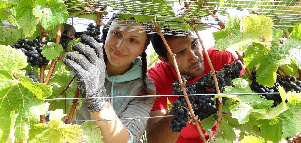 Harvest workers Anita Sucha (25) and Petr Lipka (25), both of the Czech Republic, pick grapes at Cromwell's Wooing Tree Vineyard for its \"Sandstorm Reserve'' premium wine as the 2017 grape harvest gets under way in the Central Otago and Queenstown Lakes d