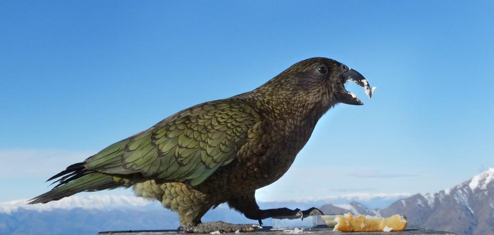 Birds in the most at-risk category included the kea (above), the wrybill, the whio, and two species of kiwi. Photo: Mark Price Birds in the most at-risk category included the kea (above), the wrybill, the whio, and two species of kiwi. Photo: Mark Price