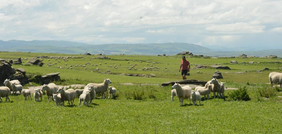 Lamb prices rose 7.1% in April to hit $6 per kg. Photo: Stephen Jaquiery.