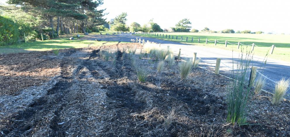 Flax and grass at Brighton Domain lies crushed after being run over by vandals. PHOTO: GREGOR...