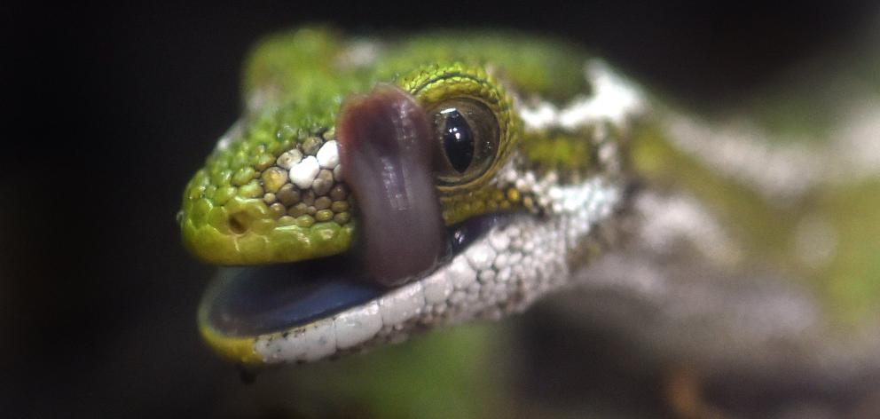 Otago Museum’s jewelled gecko has a hearty new name. Photo: Peter McIntosh.