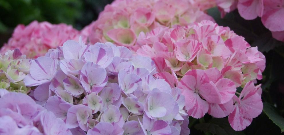 Hydrangeas are easy to grow, dependable and beautiful. Photo: ODT.