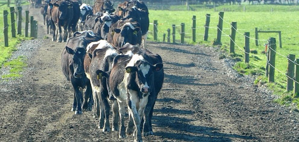 Dairy farmers have received some brighter news from Fonterra. Photo: Christine O'Connor.