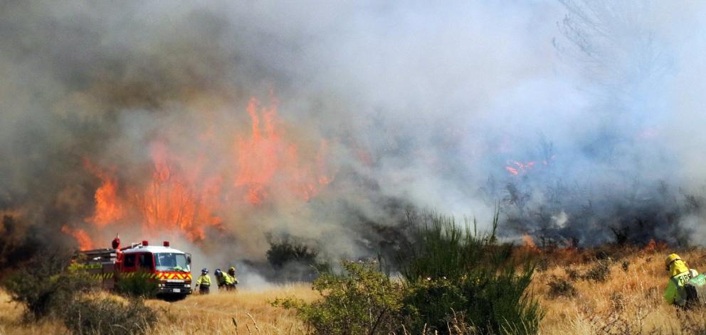 Pine trees and grass burn on the Dublin Bay lake reserve in March this year. Photo: Kerrie...