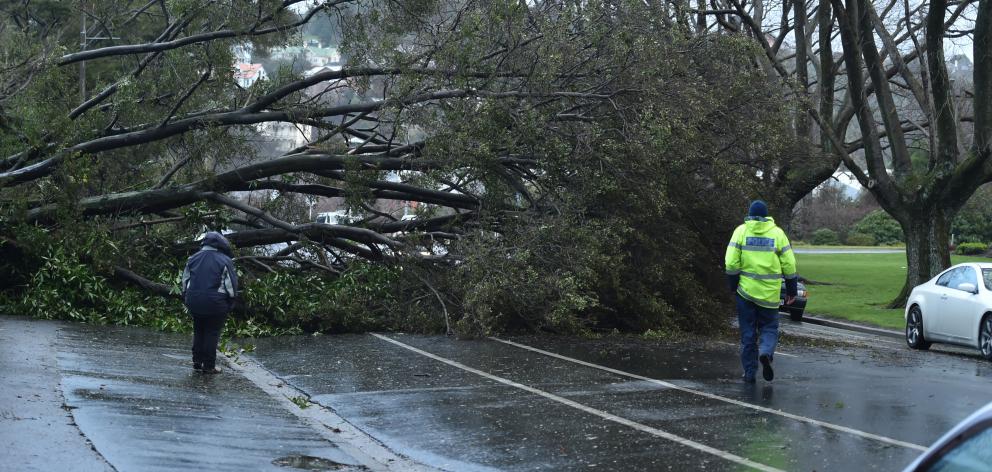 A fallen tree blocks Great King St in Dunedin. Photo: Gregor Richardson