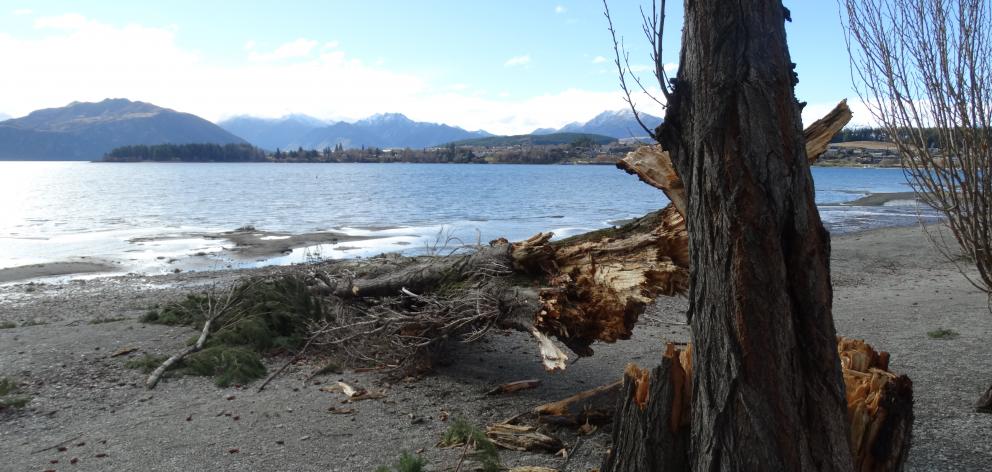 The Queenstown Lakes District Council will assess a group of mature poplar trees on the Wanaka...