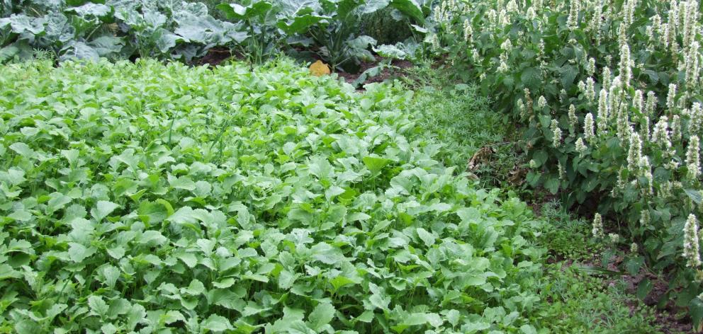Green manure (foreground) helps build up soil and some kinds, such as mustard and marigolds ...