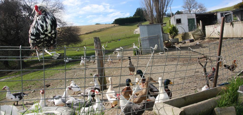 Dwindled flock ... A much smaller collection of feathered friends roam in Herbert just off State Highway 1 at Herbert, after police and the Waitaki District Council took action to reduce animal numbers. Photo: Shannon Gillies