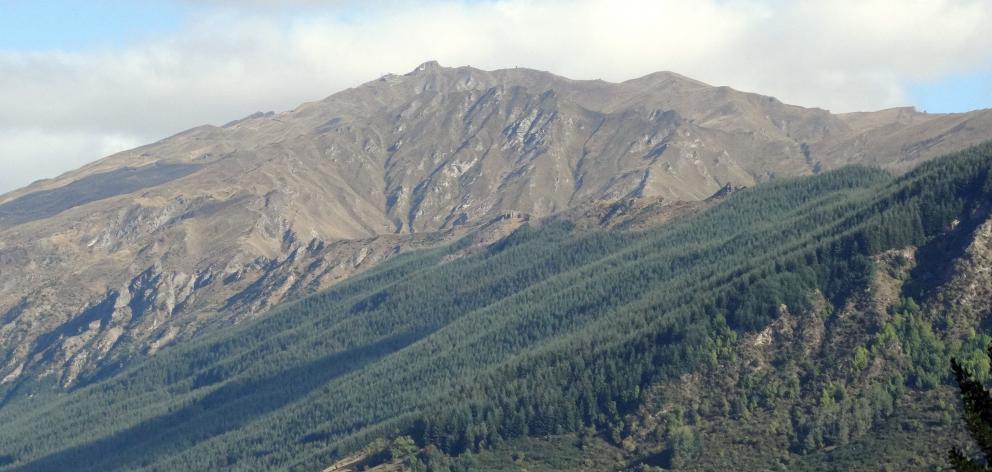 Coronet Forest, near Arrowtown....PHOTO: DAVID WILLIAMS