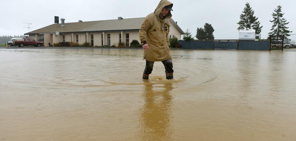North Taieri resident Harley Quinn walks in floodwater across Saunders Rd outside North Taieri...