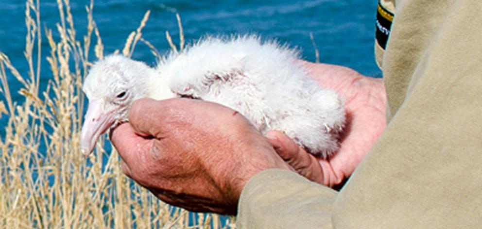 Northern royal albatross chick Tumanako, not long after hatching. Photos: Chris McCormack/DOC...