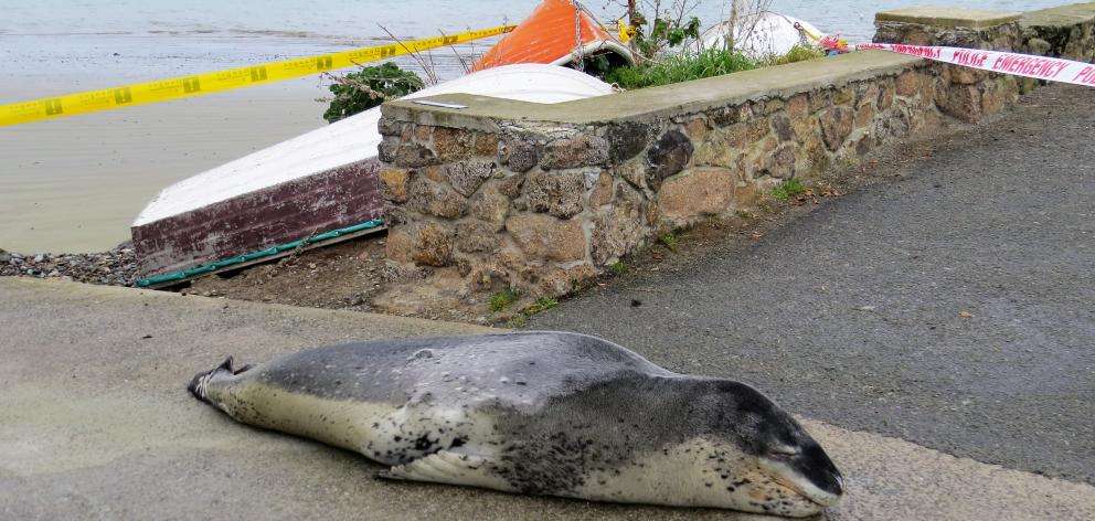 A leopard seal chilling in Oamaru’s Friendly Bay last week is to be part of a wider data...