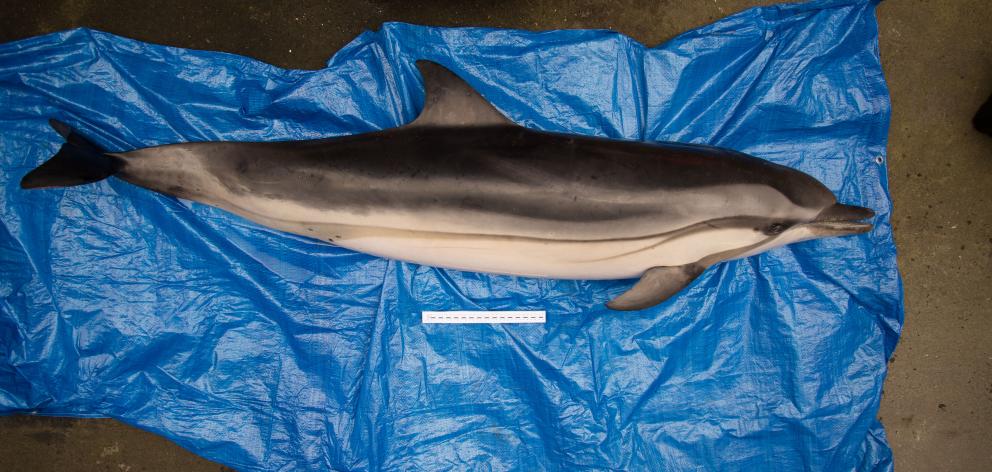 A rare striped dolphin is examined at the Otago Museum after washing up dead on Warrington Beach. Photo: Otago Museum