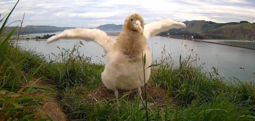 Webcam star albatross Tumanako who fledged last month. Photo: Supplied