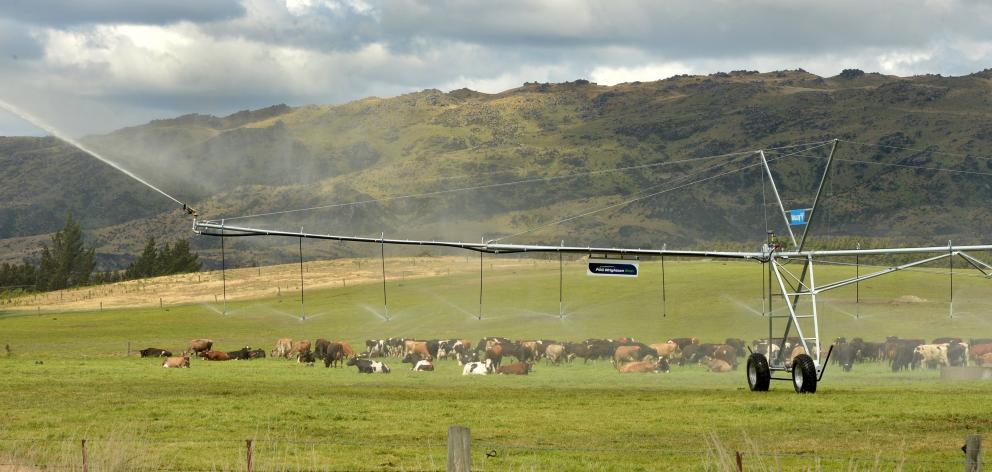 Application of water allows dairy cows to be grazed near Paerau in Central Otago. PHOTO: STEPHEN...