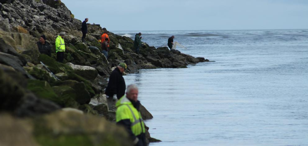 Greymouth whitebaiters had to pull their nets out of the water this morning after oil or diesel -- followed by sewage -- oozed down the Blaketown side of the Grey River. Photo: Greymouth Star