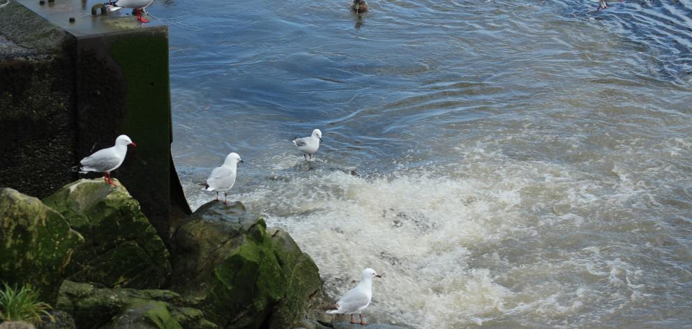 Seagulls in a feeding frenzy with the sewage discharge shortly after 9am. Photo: Greymouth Star