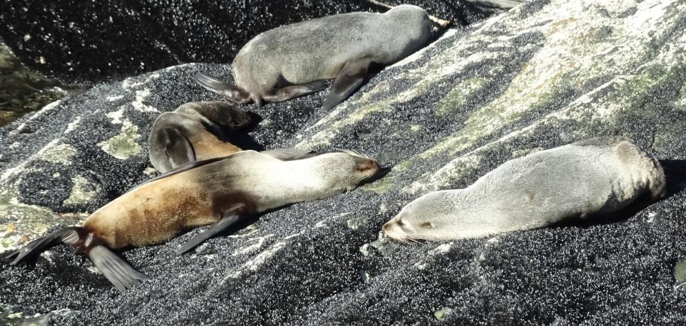 Seals enjoy the sunshine not far from the Milford Sound mouth.