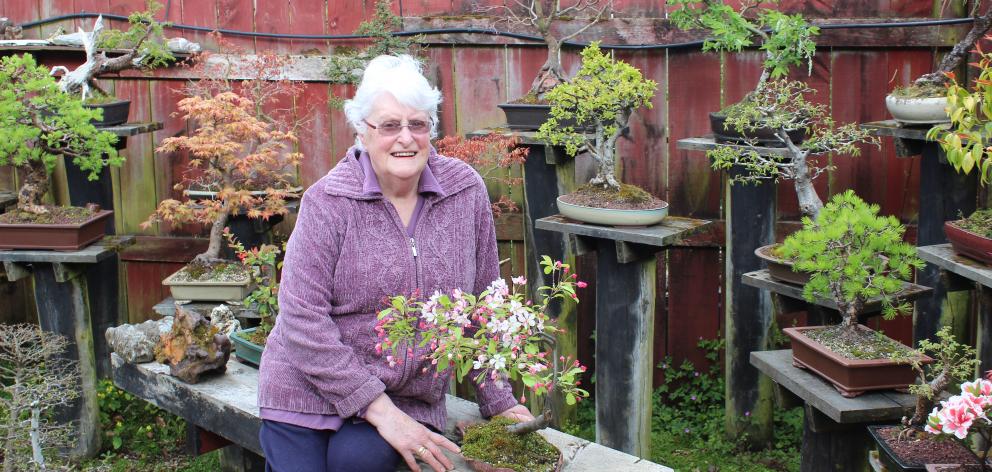 Joy Morton and just small segment of her 90 Bonsai tree collection. Photo: Ella Stokes