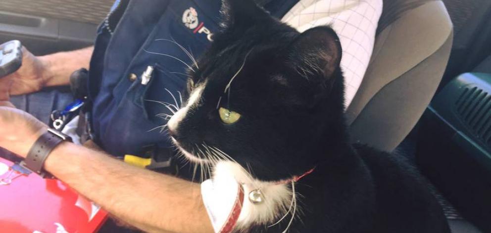 A Waikato detective managed to track Murray the cat down and reunite him with his family after he and the car he was in was stolen. Photo: Police