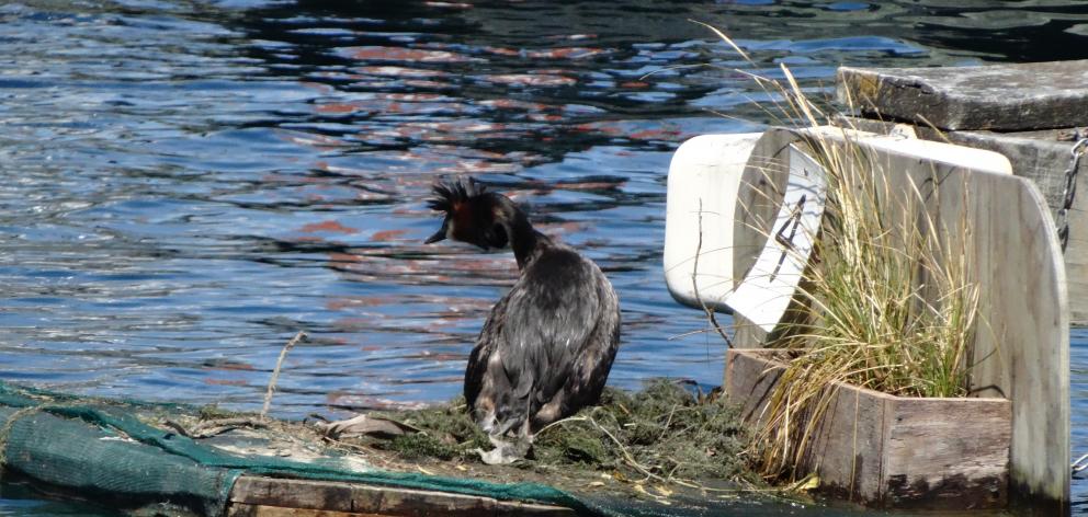 No 4 nest has been raised for the past few days indicating this grebe may have laid an egg. Photo...