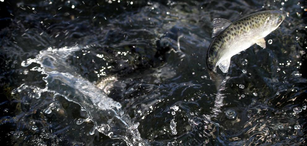 The continuing decline of wild salmon populations is concerning Fish and Game NZ and anglers, so there is to be a salmon symposium in Ashburton later this month to discuss the issue. Photo: FGNZ