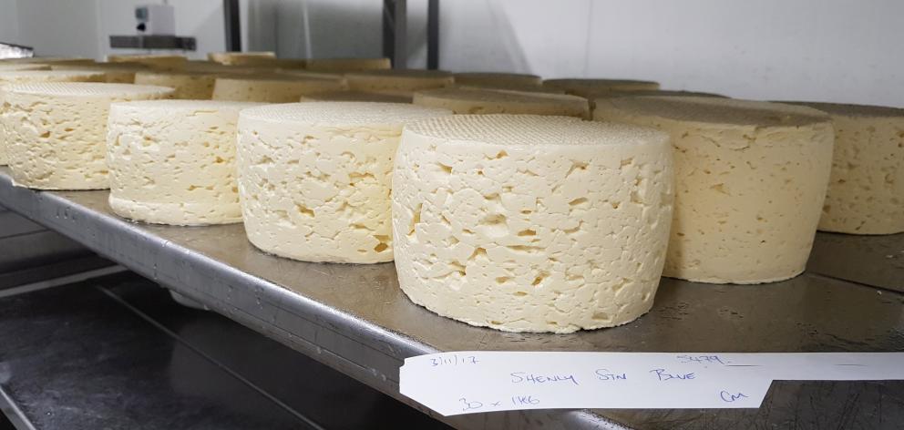 The new 45  South cheese develops on shelves at Whitestone. Photo: Simon Berry