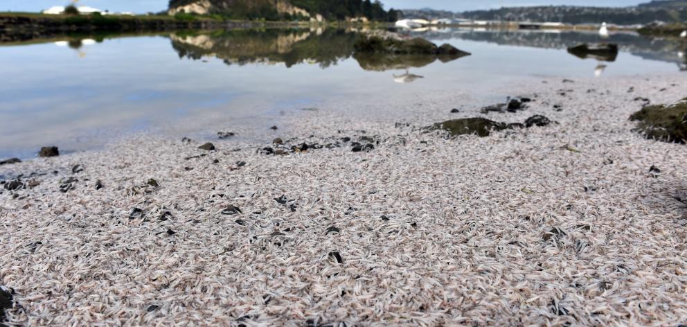 Low tide at Andersons Bay Inlet shows the extent of a ‘‘white krill’’ stranding yesterday. Photos...