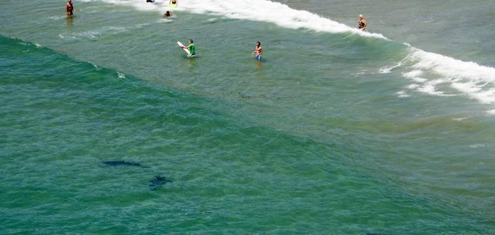 Matarangi Beach was yesterday the focus of a shark sighting after numerous sightings in 2011. Photo: NZ Herald