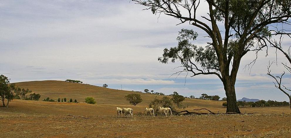 Advice to farmers includes calculating whether you have enough feed for your stock, killing or...