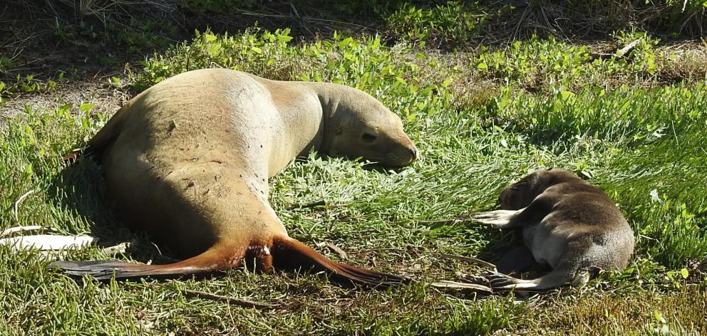First-time mother sea lion Gail keeps an eye on her pup, which was born last Sunday.PHOTO: SUPPLIED