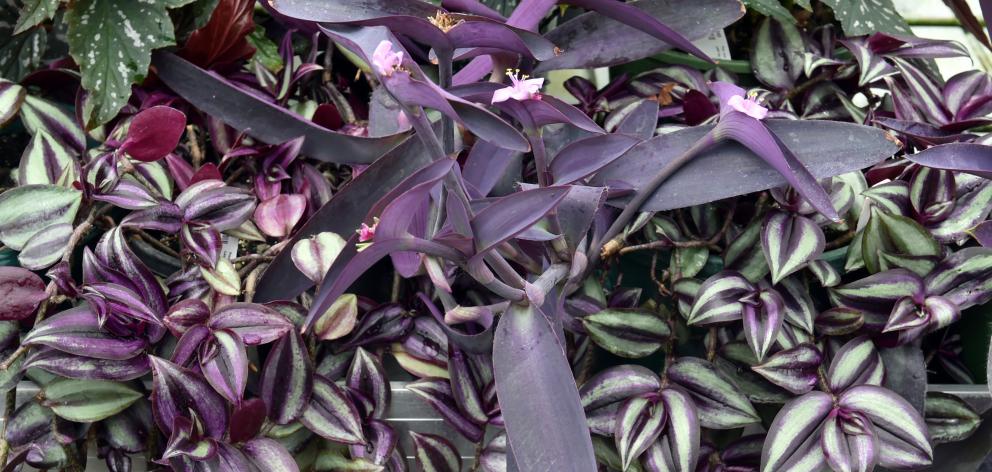Setcreasea purpurea (foreground) and Tradescantia cerinthoides.  Photo: Gregor Richardson