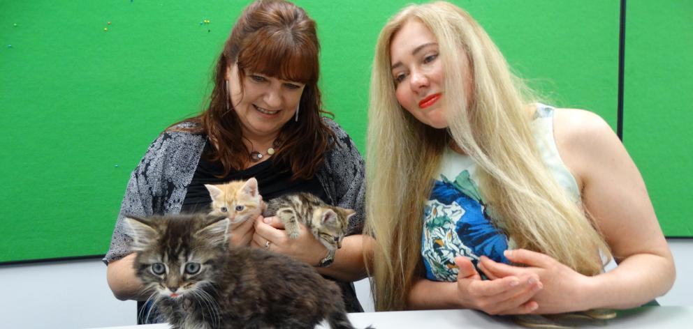 Animal Rescue Network NZ members Sharon Pine (left) and Ana Andrianova enjoy time with some rescued kittens, including little battler Sausage (front), who has to cope with a cleft palate. PHOTO: BRENDA HARWOOD