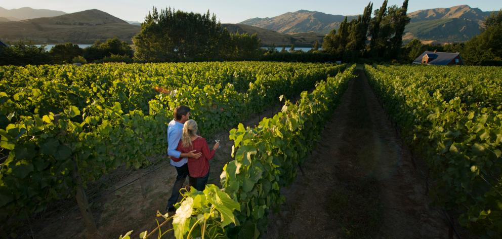 Central Otago wine experiences are proving popular. Photo: Tourism NZ