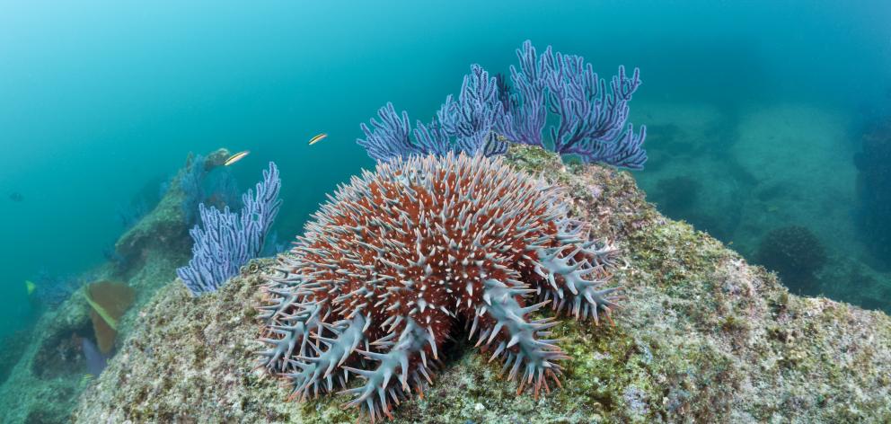 There have been four major crown of thorns outbreaks since the 1960s in the Great Barrier Reef but it recovered each time because there were always healthy populations of herbivorous fish. Photo: Getty Images