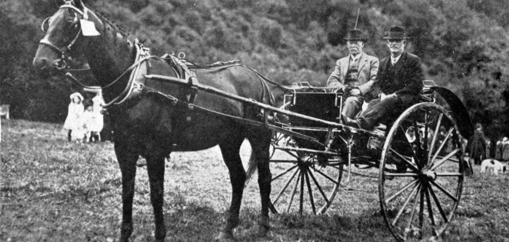 Mr Montgomery’s prize buggy horse which won first prize at the Lawrence and Waitahuna shows and...