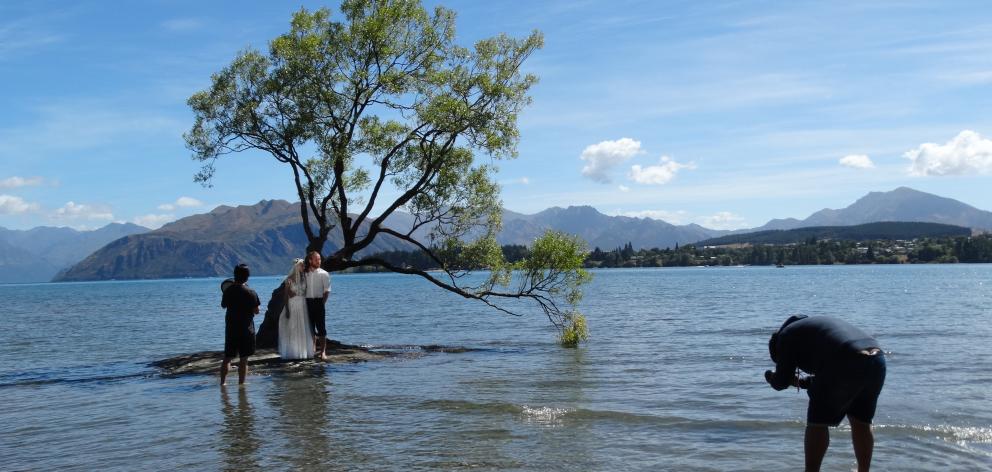 Newlyweds Natasha and Vladimir Zaidsev, of Russia, are photographed under the iconic Wanaka...