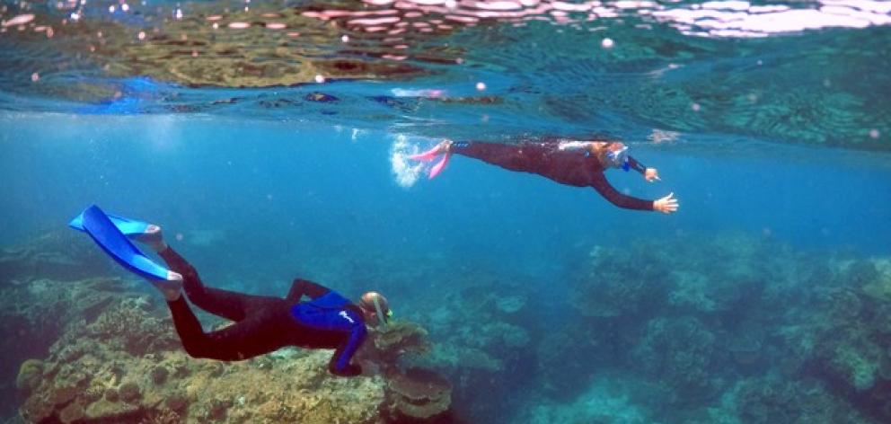 Tourists snorkel in an area called the 'Coral Gardens' at Lady Elliot Island. Photo: Reuters