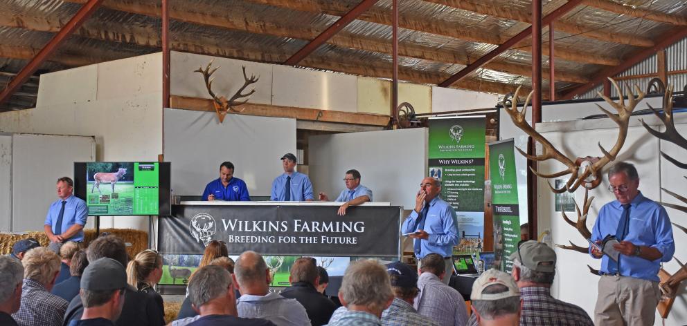 Prices at Wilkins Farming’s sire sale in Southland this month were up 35% on last year. Photo:...