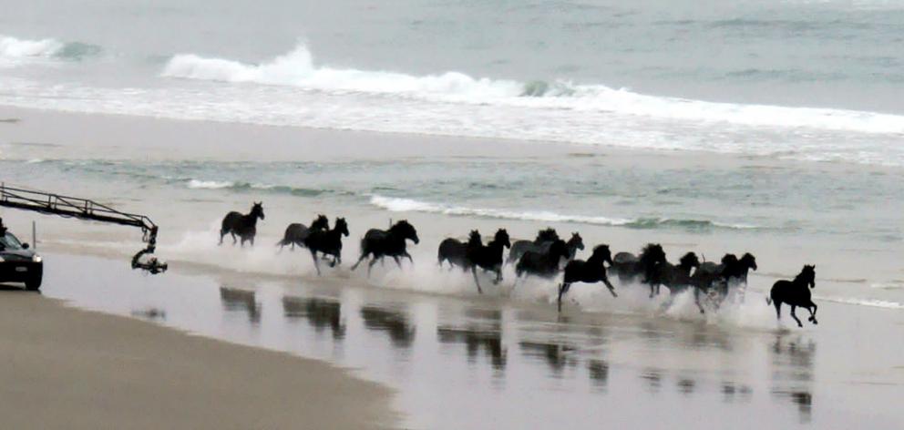 A herd of horses  gallops along Tomahawk Beach in Dunedin yesterday morning while being filmed...