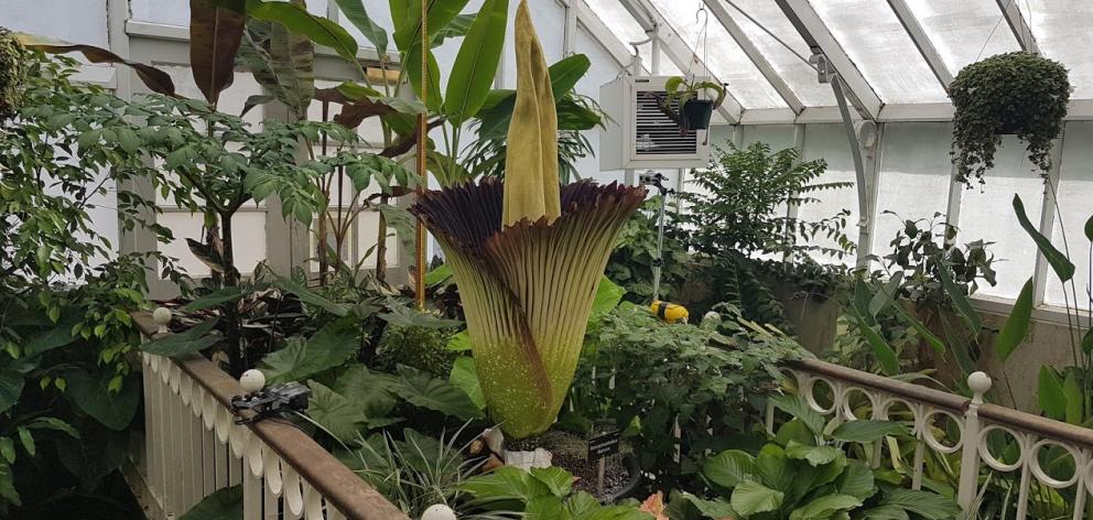 The corpse flower began unleashing its stench today. Photo: Vaughan Elder