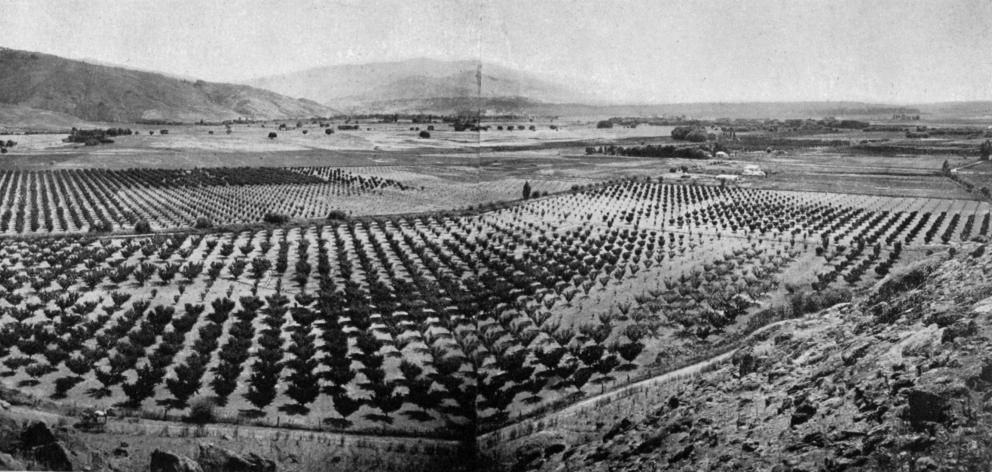 A scene overlooking a portion of the fruit-growing area at Earnscleugh - Mr Smith's orchard in the foreground. - Otago Witness, 13.2.1918.