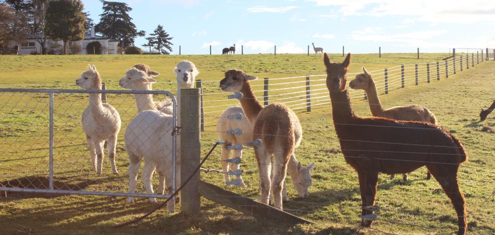 Alpacas 101 is being organised for people who want to know how to interact with the animals....