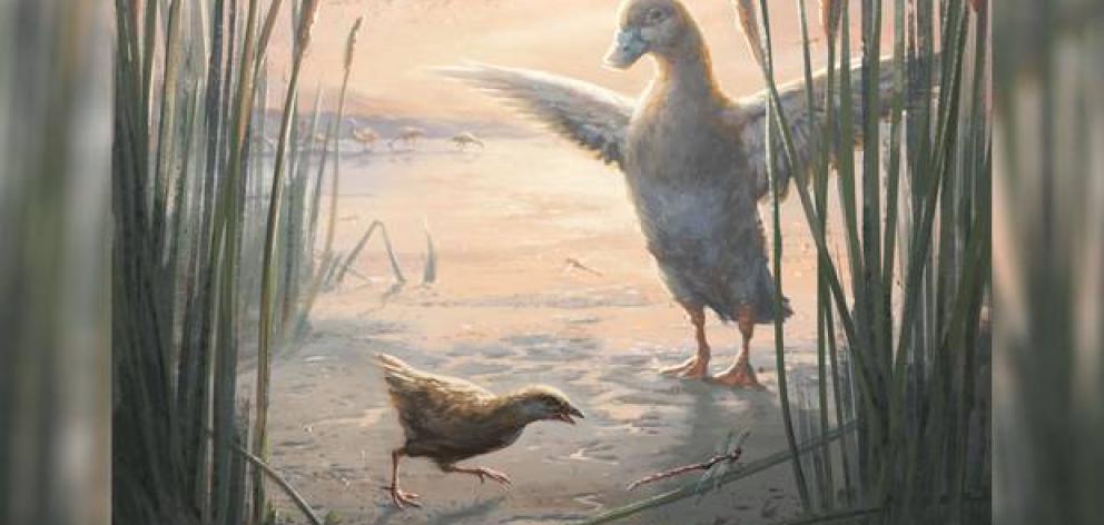 New Extinct Bird Species Discovered In Otago Otago Daily Times Online News