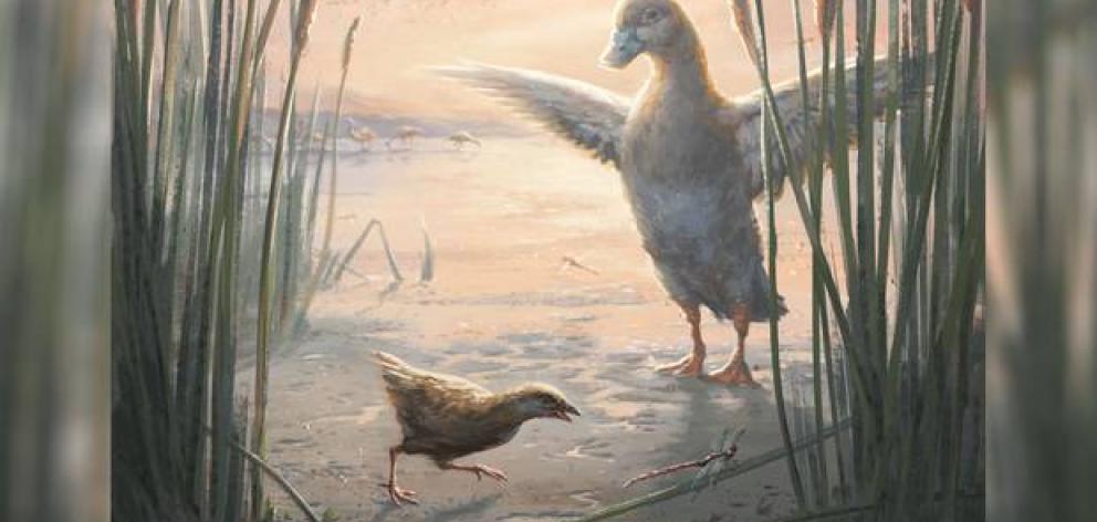 New Extinct Bird Species Discovered In Otago Otago Daily Times Online News New Extinct Bird Species Discovered In Otago Otago Daily Times Online News
