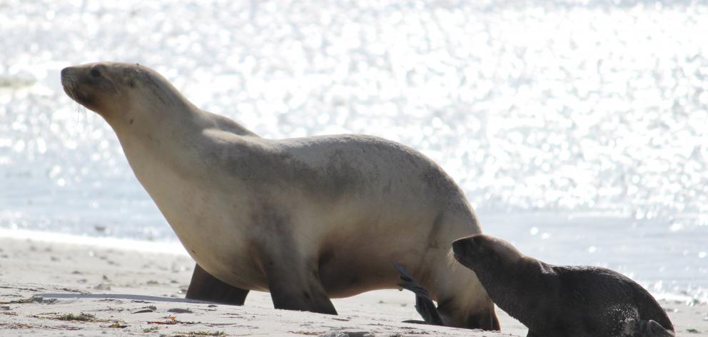 Sea lion Lorelie and her pup on Te Rauone Beach on January 27. Photo: Natalie Karaitiana