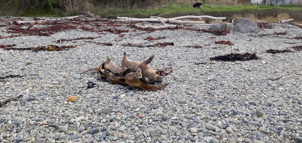 The pig carcasses discovered on a Kakanui beach on Tuesday. Photo: Sharyn Pope