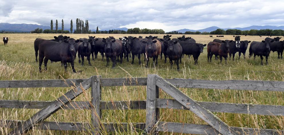 Beef consumption is rising in some key international markets. Photo: Stephen Jaquiery